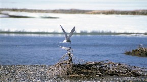 Robert Leonard Reid propelled himself above the Arctic Circle and there encountered both terns and the great caribou herd, including these young. 