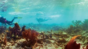 Elkhorn coral, Carysfort Reef South,  Florida, 2010