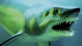 A closeup from the renovated Fishes Gallery at the Harvard Museum of Natural History