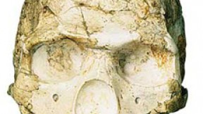 Skulls of a Neanderthal from Amud (not pictured) and an early human from Skhul show morphological differences between the two groups.