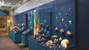 A view of <i>Mollusks: Shelled Masters of the Marine Realm,</i> a new exhibition at the Harvard Museum of Natural History 