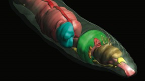 An earthworm rendered in 3D, with transparent outer skin to show the internal structures