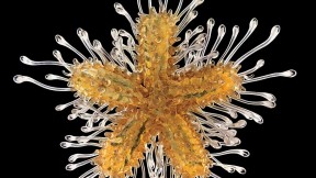 A star is born (in glass): a juvenile common sea star, Asterias rubens.