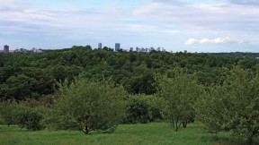 Views of Boston from the arboretum's Peters Hill 