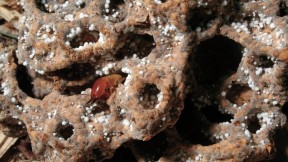 Termites like this soldier, patrolling a piece of fungal comb, aerate and improve the soil near their mounds.