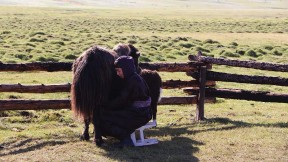 A woman seated on a stool wearing traditional Mongolian garb milks a yak.