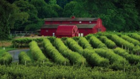 Views of orchards and iconic red bar at Lookout farm