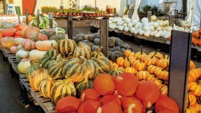 Array of squashes, tomatoes, and other local produce at Ward's Berry Farm
