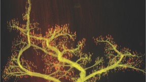 Thick bunches of nerves leave  the brain or spinal cord and branch intricately within muscle (fibers of which can be seen running vertically in the background at right). The  inset image shows individual axons (yellow) connecting to single  synapses (red). The red stain is a snake venom that binds only to muscle receptors; poisonous kraits use it to immobilize their prey.