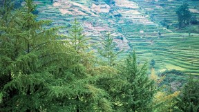 Ginkgo specimens in their ancestral setting: Shan Jiang village, Guizhou Province, in the People’s Republic of China