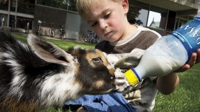 Landon Richard, age 4, feeds Cosmo, a one-month-old goat. Cosmo is on the staff of Animal Craze, a local traveling farm. 