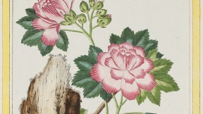 Mallow, the work of Pierre Joseph Buc’hoz