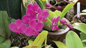 The Wellesley College greenhouses offer winter pleasures like this fuchsia moth orchid.