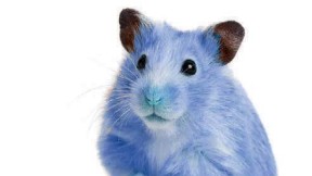 Photograph of a pet hamster, dyed Yale blue, for a humor piece about Yale admissions