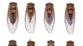Specimen cicadas, a photograph of Harvard museum collections