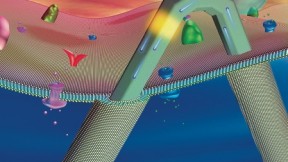 Hyman professor of  chemistry Charles Lieber has created a transistor so small it can be used to  penetrate cell membranes and probe their interiors, without disrupting function. The transistor (yellow) sits near the bend in a hairpin-shaped, lipid-coated  silicon nanowire. Its scale  is similar to that of intra-cellular structures such as  organelles (pink and blue orbs) and actin filaments (pink strand). 