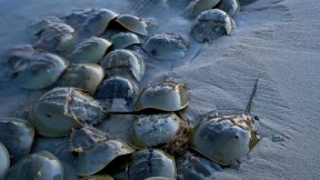“Horseshoe crabs,” by Piotr Naskrecki, Harvard Natural History Museum