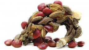 Seedpods of <i>Magnolia x soulangeana</i> (dispersed by animals)