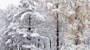 A wintry scene by Meri Bond, at the Arnold Arboretum