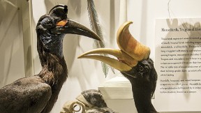 Hornbills, including the Malaysian state bird, <i>Buceros rhinoceros</i> (right)