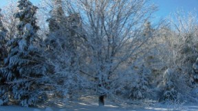 Blue sky, wintry day with snow on the ground and snow on maple tree branches