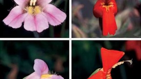 One form of the Rocky Mountain monkey flower has a long trumpet suited to pollination by hummingbirds; the other is pollinated by bumblebees. Their hybrid offspring don&rsquo;t do well in the wild, however, because they are not easily fertilized by the birds or the bees.