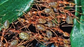 Weaver ants (<i>Oecophylla smaragdina</i>) cooperate as they construct their leaf-tent nests.