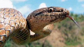 Images from the Encyclopedia of Life include these examples. James Hanken plans to allow amateur ecologists to upload their own photographs to the catalog. Above, a smooth snake (<em>Coronella austriaca</em>)