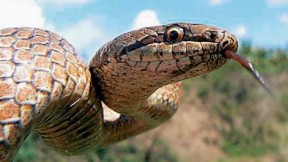 Images from the Encyclopedia of Life include these examples. James Hanken plans to allow amateur ecologists to upload their own photographs to the catalog. Above, a smooth snake (<em>Coronella austriaca</em>)