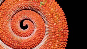 Tail of the panther chameleon, <em>Furcifer pardalis</em>, of Madagascar. The same species appears on the cover (below, right). Chameleons do not change color to match their backgrounds, but to communicate excitement, anger, fear, and other emotions.