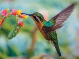 A colorful hummingbird hovering by vibrant flowers.