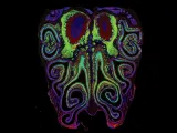 Colorful abstract design resembling an octopus with intricate swirls and patterns.