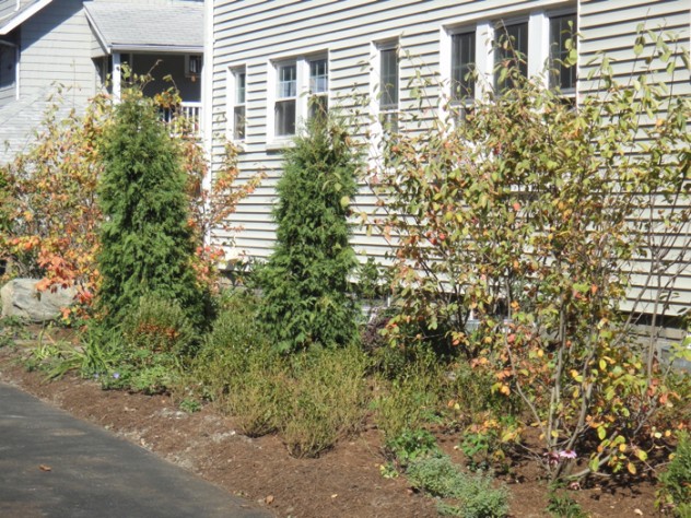 Photograph courtesy of Hillary Wyon & Paul Williamson’s Sustainable Landscape The suburban lawn outside this home in Belmont, Massachusetts, was recently replaced with mostly indigenous plants, such as blueberry and raspberry bushes, serviceberry trees, and hardy perennials, along with a variety of fragrant herbs that withstand light treading. Homeowners Hillary Wyon and Paul Williamson opted for this organically maintained garden (designed by Elizabeth Gourley) over the traditional turf to conserve water, eliminate mowing, and avoid use of synthetic chemicals.