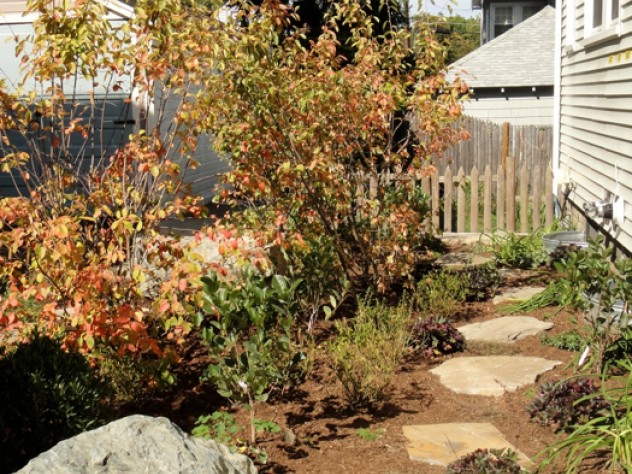 Another photograph from the garden of Hillary Wyon and Paul Williamson, designed by Elizabeth Gourley