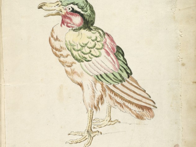 Jean-Baptiste Oudry, <i>Standing Bird</i> from the <i>Avian Album,</i> 18th century. Watercolor and black ink over traces of graphite on off-white antique laid paper, adhered to cream antique laid paper. 