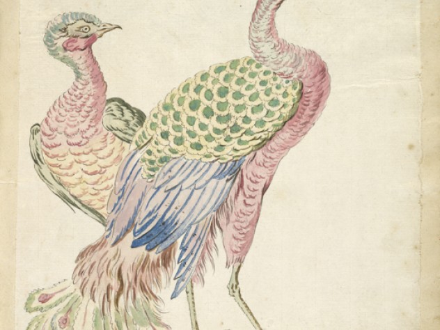 Jean-Baptiste Oudry, <i>Two Peacocks</i> from the <i>Avian Album,</i> 18th century. Watercolor and black ink over traces of graphite on off-white antique laid paper, adhered to cream antique laid paper.