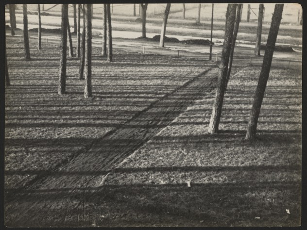 Courtesy of Houghton Library, Harvard University <i>Untitled</i> (Trees and Shadows, Burgkühnauer Allee, Dessau), April 1, 1929