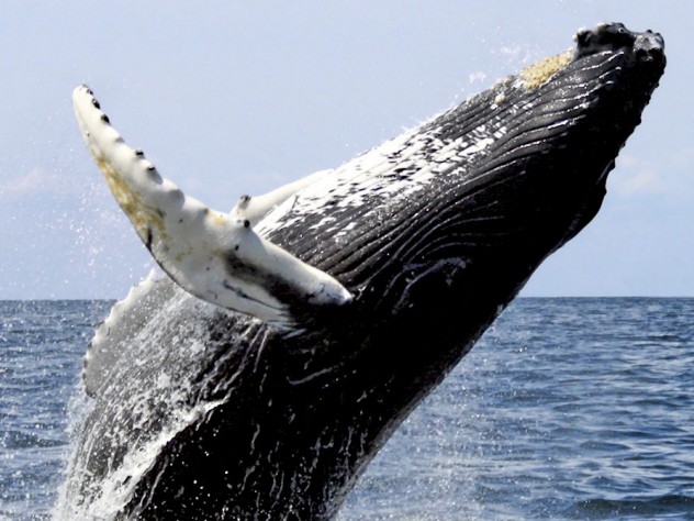 Photograph courtesy of the Harvard Museum of NaturaL History From <i>The Sounding of the Whale,</i> by D. Graham Burnett, at the Harvard Museum of Natural History