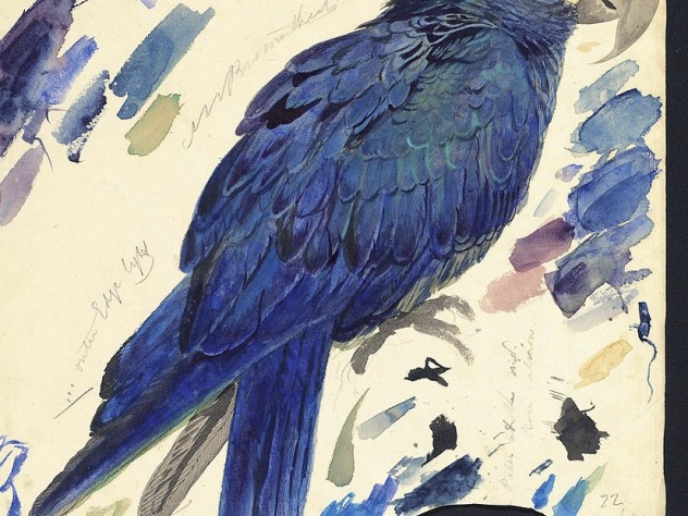 Image courtesy of the Houghton Library, MS typ 55.9 (22)/Harvard College Library Edward Lear’s watercolor of an Indigo Macaw, now known as Lear’s Macaw (<em>Anodorhynchus leari</em>), at Houghton Library