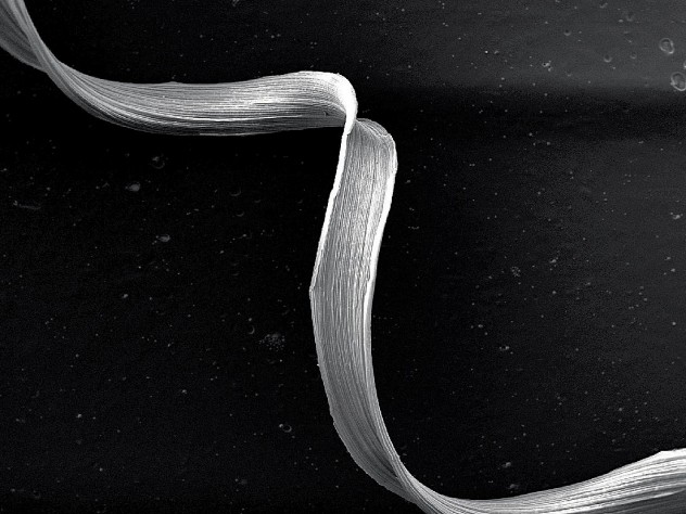 A lignified fiber from a coiled tendril, greatly  magnified