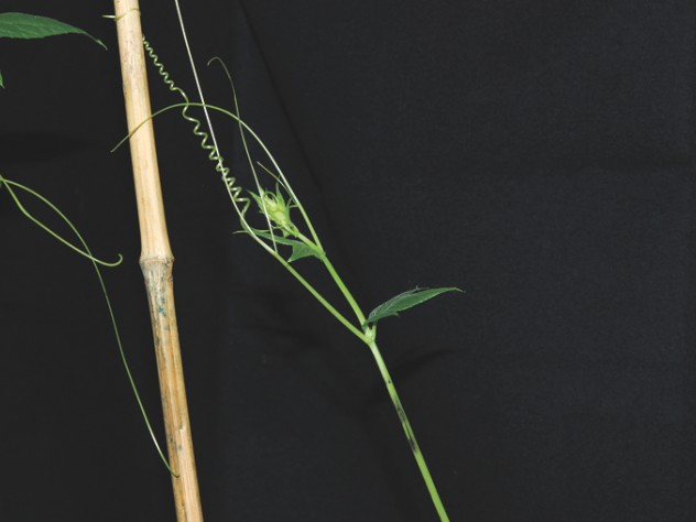 Grasping cucumber tendrils coil in two different directions. Close study led to the discovery of a new type of spring. 