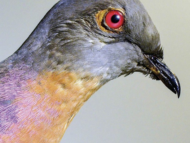 Photograph courtesy of the Harvard Museum of Natural History The now extinct passenger pigeon, at the Harvard Museum of Natural History
