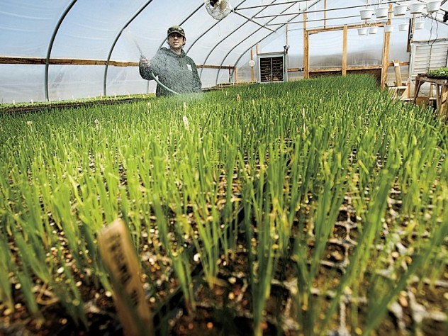 Photograph by T. Kates/Courtesy of the Trustees of Reservations Onion seedlings wait out winter in the greenhouse