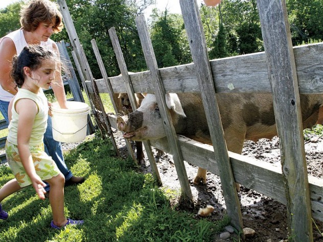 Photograph by K. McMahon/Courtesy of the Trustees of Reservations Visitors greet the farm’s pigs and chickens.