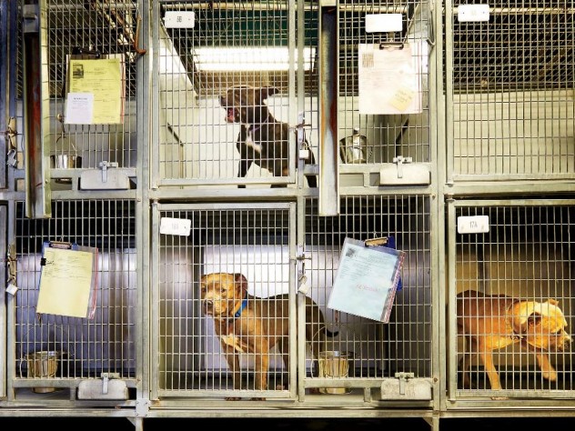 The Animal Law Conundrum: When Are Creatures "Things”? | Harvard Magazine