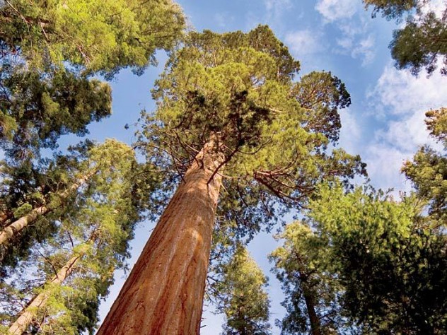 Looking up at a sequoia: For all their evolutionary advantages, mammalian species have shorter life spans than ants and trees.