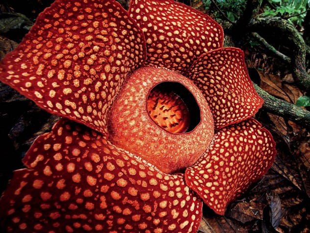 Image result for rafflesia arnoldii