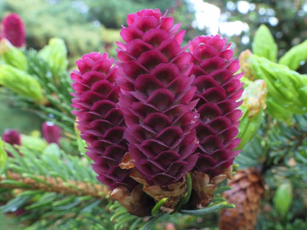 Purple spruce cones