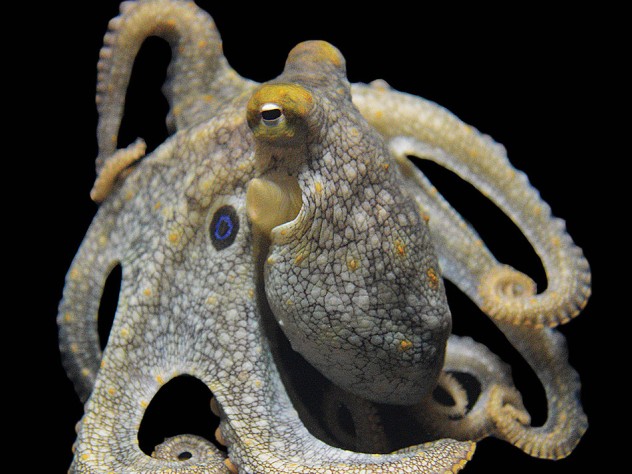 Photograph of a California two-spot octopus