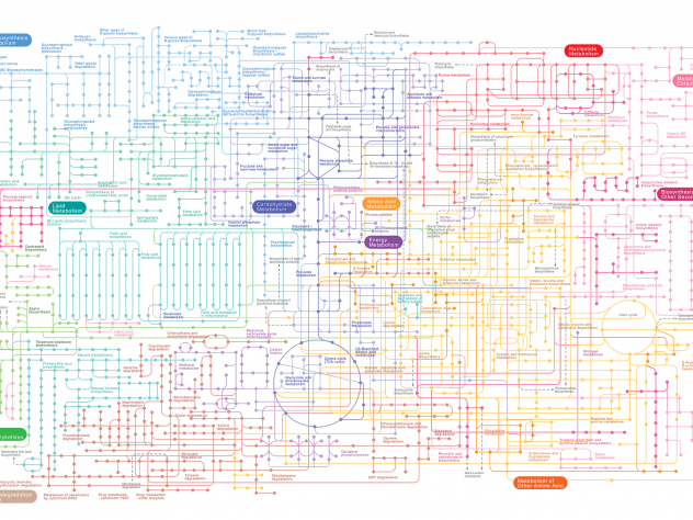 A map of the known metabolic pathways in the human body shows in dizzying complexity the chemical reactions that occur within cells to form metabolites.
